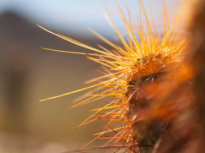 大一品特级 - 照片 1